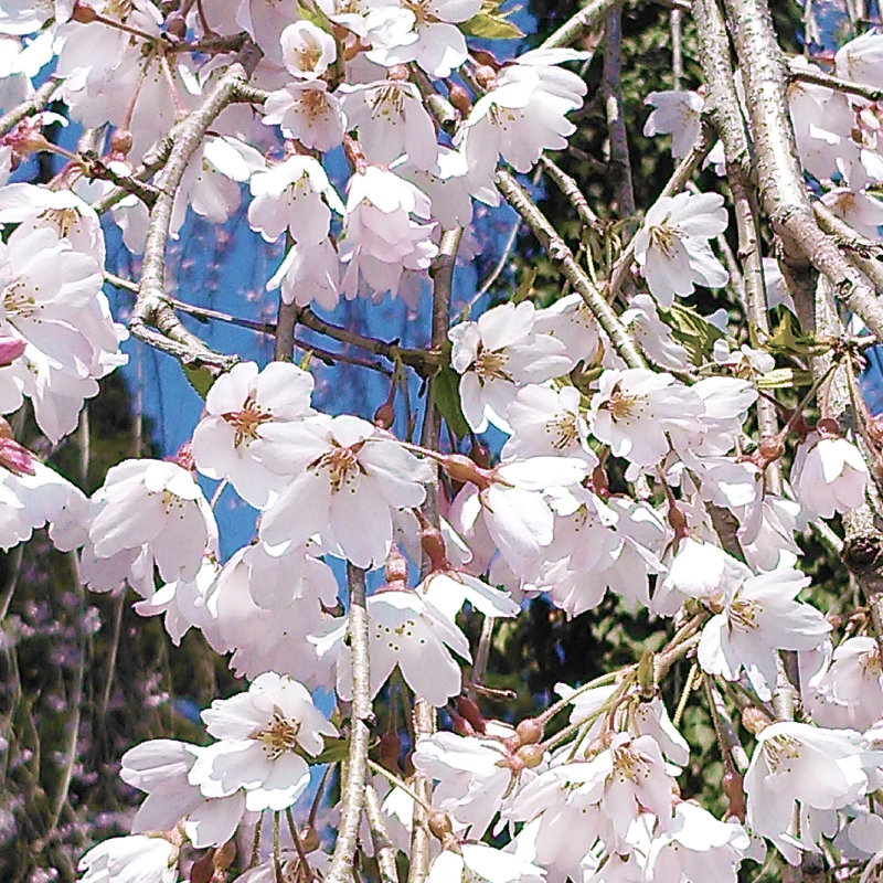 桜